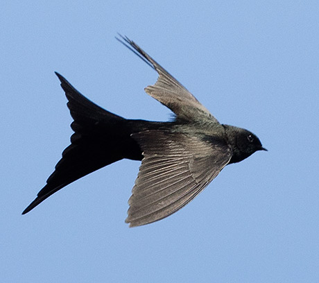 Black Saw-wing Swallow in flight